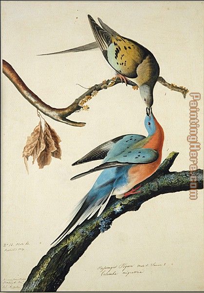 Passenger Pigeon painting - John James Audubon Passenger Pigeon art painting